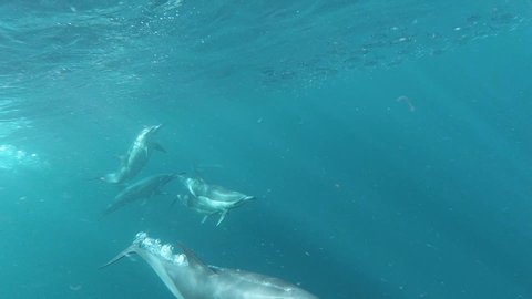 Amazing slow motion shot of dolphins jumping out of water, Sardine Run
