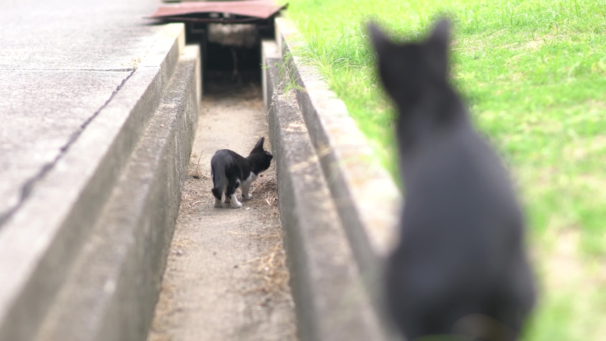 Island where stray cats live