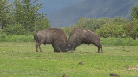 Two male bison sparring in a green valley in Alaska