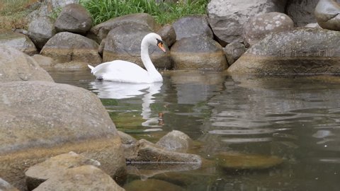A beautiful white Swan swims quietly in a small pond