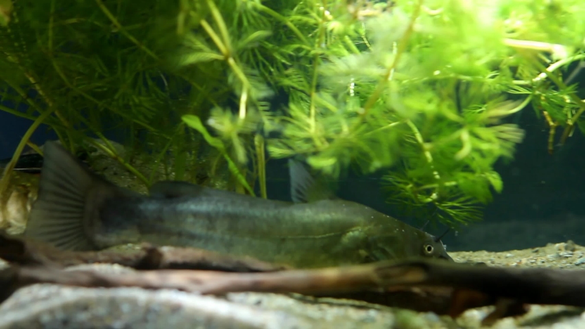 Channel catfish, Ictalurus punctatus, dangerous invasive freshwater predator and crucian, Carassius gibelio, weird friendship in European biotope fish aquarium, sand bottom, driftwood, watermilfoil