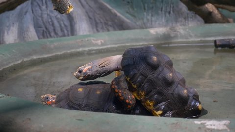 Two turtles mate in a terrarium