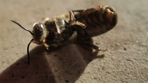 Dying male bee on stone surface close up view