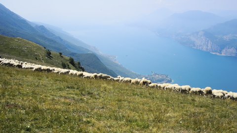 Monte Baldo, Lago di Garda , Italy - July 17 2019: Shepherd with sheepdogs and herd of sheep grazing on the plateau of  Monte Baldo above Lake Garda (Lago di Garda or Lago Benaco)