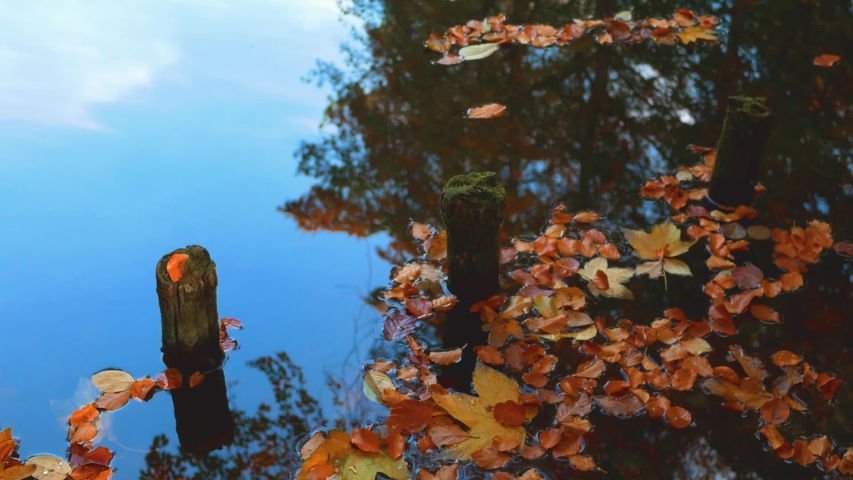 Many Multicoloured Fallen Leaves, The Reflections of Trees And Mossy Wooden Posts In The Water At The Lakeside In Autumn
