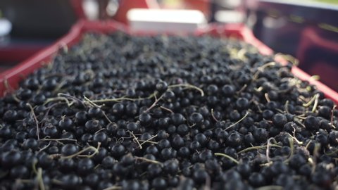 Black currant harvest in box