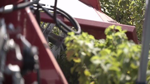 Black currant harvesting with mechanical harvesters