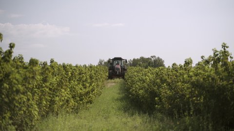Tracktor driving through black currant bushes on field