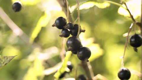 Ripe black currants on blackcurrant bush
