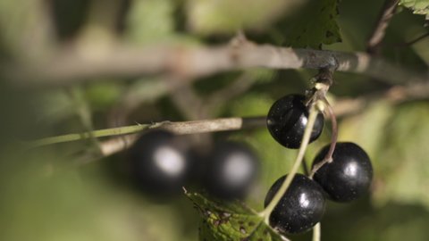 Ripe black currants on blackcurrant bush