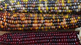 HD Video panning down over different colors of vibrant ears of Indian Corn. A symbol of harvest season, ears of corn with multicolored kernels crop up every fall adorning doors and grace center pieces