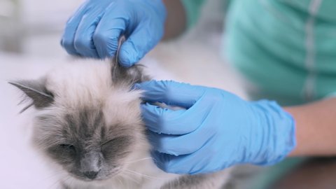 Professional vet examining a cat on the surgical table, she is checking ears