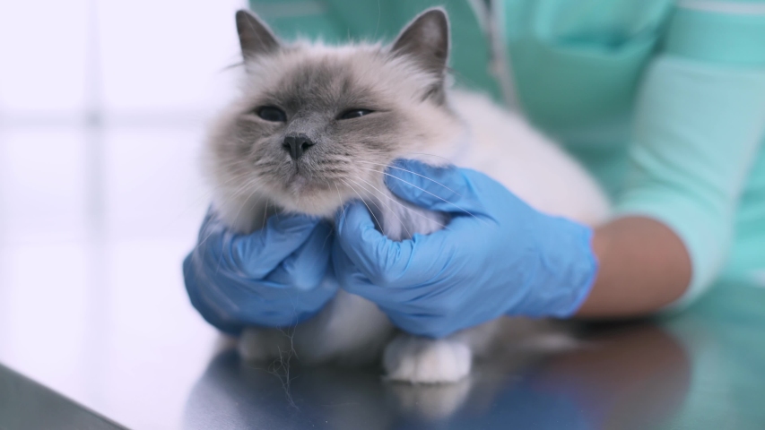Vet cuddling a beautiful long hair cat on the examination table, the cat is purring and enjoying Royalty-Free Stock Footage #1039229378
