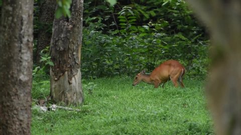 The barking deer, eating fruit from trees. At Huai Kha Khaeng Wildlife Sanctuary, Thailand.