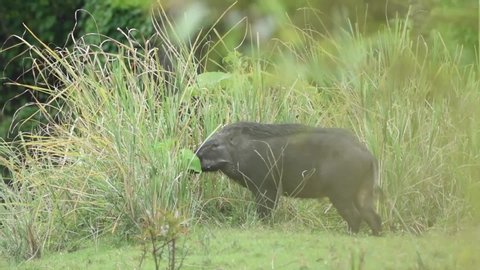 The boar is eating the leaves. At Huai Kha Khaeng Wildlife Sanctuary, Thailand.