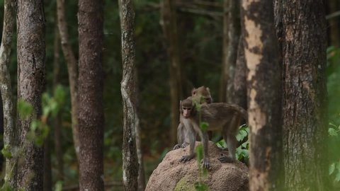 The Monkeys sit and groom on the anthill. At Huai Kha Khaeng Wildlife Sanctuary, Thailand.