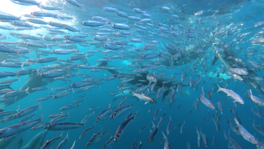 Sardines running from big pod of common dolphins, underwater surface Royalty-Free Stock Footage #1039241180