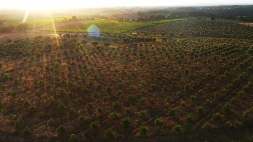 Aerial Drone Footage: Beautiful Agricultural Plantations. Farming Fields of Vegetables, Vineyards, Olive Trees and Soybeans. Massive Industrial Scale Growing of Eco Friendly Food Growing Royalty-Free Stock Footage #1039245569