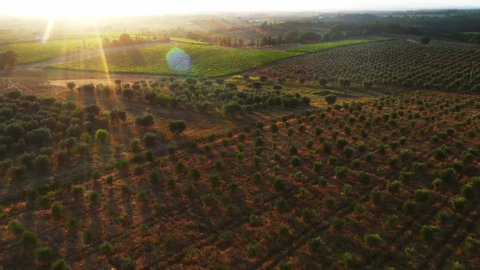 Aerial Drone Footage: Beautiful Agricultural Plantations. Farming Fields of Vegetables, Vineyards, Olive Trees and Soybeans. Massive Industrial Scale Growing of Eco Friendly Food Growing