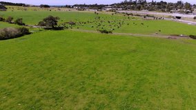Drone flying over dairy cows on an Illawarra dairy farm, NSW, Australia
