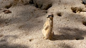 Watchful Meerkat Or Suricate Standing Upright In Alert Position In A Natural Park At Day, 4K UHD Video.
