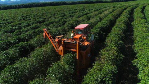 Aerial view of coffee mechanized harvesting 