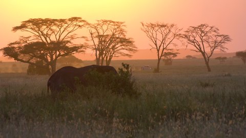 Elephant in African Savanna, Tanzania National Park Scenery. Touristic Vehicle Passing By On Dusty Road After Sunset