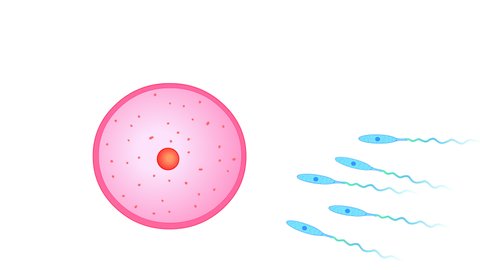Fertilization, fertilizer. The introduction of sperm into the egg and the formation of zygote. Movement of sperm and zygote. Mitotic division. Human reproduction. 2D 4K  medical, mitosis animation.