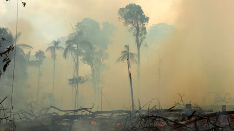 Amazon rainforest trees on terrible fire with smoke and flying dust. Illegal deforestation to open area for agriculture. Concept of deforestation, climate change and global warming. Para, Brazil.