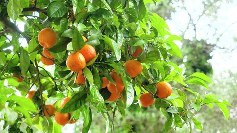 Orange tree with fruit. Greece. 4K