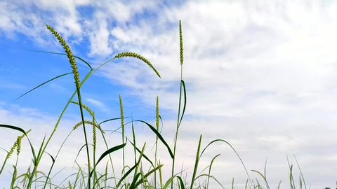 beautiful looking grass podsing in air flow and cloudy sky background
