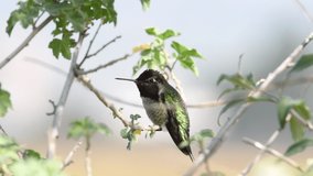 HD video Anna's hummingbird perched on small branch of butterfly bush flower plant, looking around and vocalizing. It has an iridescent bronze green back, a pale grey chest and belly, and green flanks