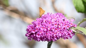 HD video of a skipper butterfly drinking nectar purple pink butterfly bush flowers.  A very small butterfly, frequently mistaken for a moth.
