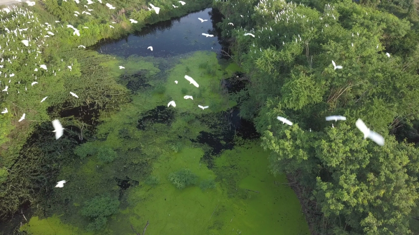Flock of white birds flying over the green swamp
