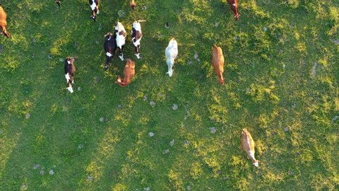 Many Cows  on green summer meadow, aerial view