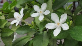 Wrightia antidysenterica or inda white flowers with close up view and 4k pal system nature footage video clip