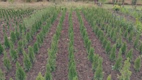 Alternative to the Christmas tree. Aerial view of a plant farm. Coniferous seedlings, flora in agriculture. Sale of seedlings for garden decoration - Powered by Shutterstock - Get 15% off with code: PIKWIZARD15