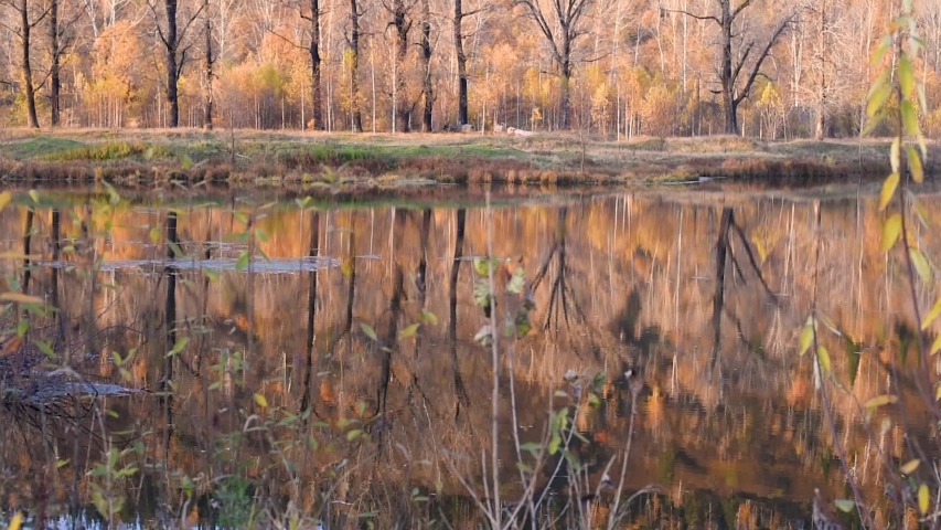 Lake on the background of autumn trees with yellow foliage . Autumn landscape. A pond on the banks of which trees grow.