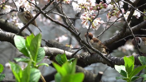 Sparrows perch on a cherry blossom tree.  Sakura festival.  Spring time at Ueno Park in Tokyo, Japan.