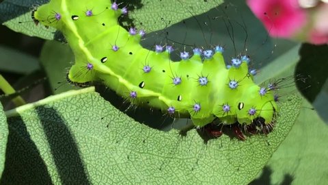 Saturnia Pyri Giant Peacock Moth Caterpillar Pear Agricultural Pest