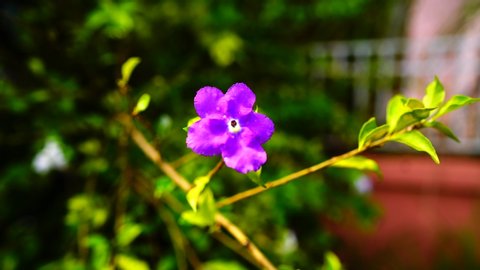 4K Brunfelsia uniflora (Pohl) D. Don, commonly known as Yesterday-today- and-tomorrow, and Morning-noon-and-night, dark purple petals of the flower changes into white within a day, with aromatic scent