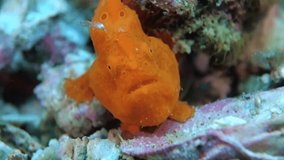 Close-up. An orange Painted frogfish sits among white stones on the seabed and swings its fishing rod. Philippines. Malapascua.
