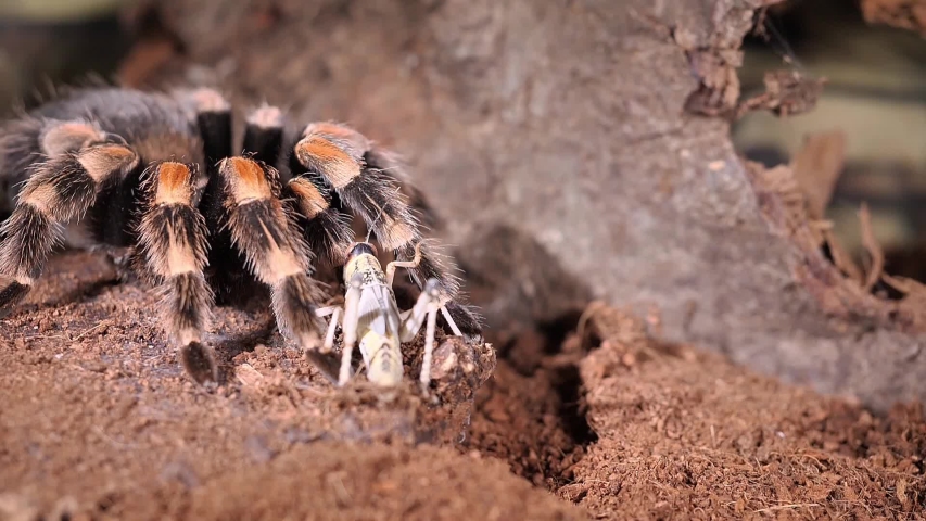 a bird eating spider is catching prey. slow motion. two takes