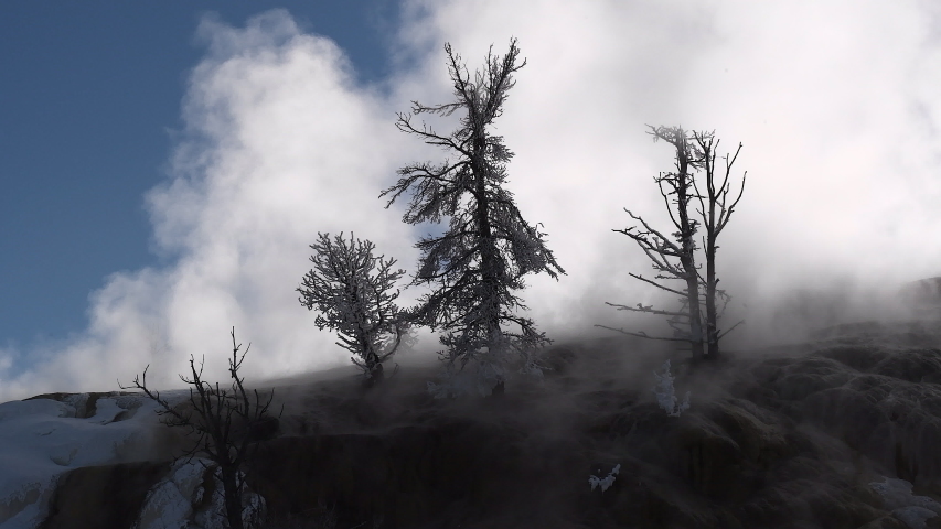 Mammoth Hotsprings in Yellowstone N.P., steaming in winter.