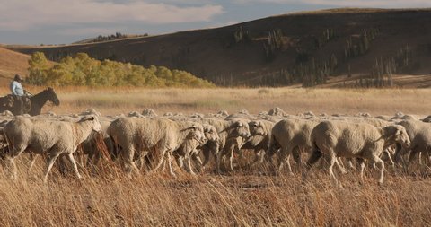 FAIRVIEW, UTAH - 3 OCT 2019: Sheep herd high mountain top range. Sheep herder on horse, dogs and large herd on summer mountain range. Roundup before harsh winter snow.