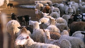 A flock of sheep walks in the yard at farm. Farming. Sheep moving on camera. Huddled together. Making wool. Domestic sheep 
