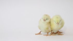 Little yellow chickens on a white background. Little birds. Fluffy chicks.