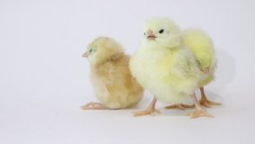 Little yellow chickens on a white background. Little birds. Fluffy chicks.