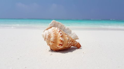 A single shell with an amazing beach out of focus on the background and clear blue sky in Thailand 4K