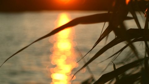 River on sunset. Sunrise scenic landscape with water and reed silhouette swinging over sun. Golden water surface at sunset, background. Blinking sea, river or ocean backdrop. 4K UHD video Slow motion